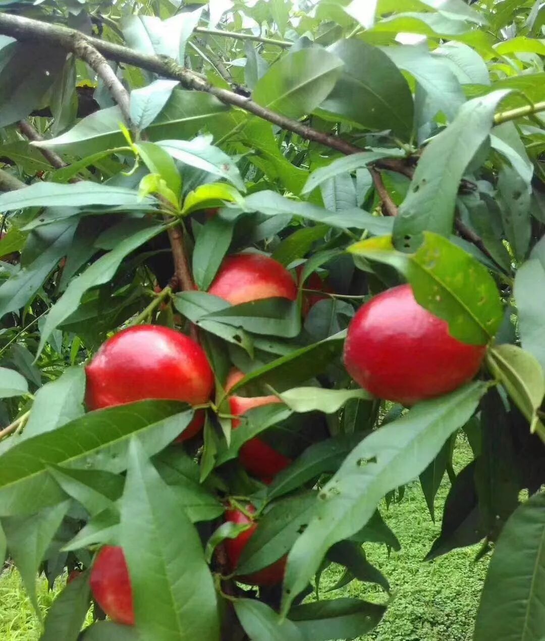 香甜多汁惹人桃醉的黄肉油桃新鲜来袭