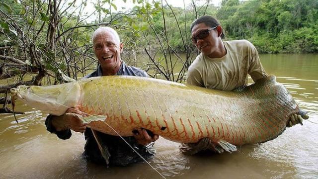 巨骨舌魚聽到聲音就浮出水面只要用棍棒打昏就能輕易帶回