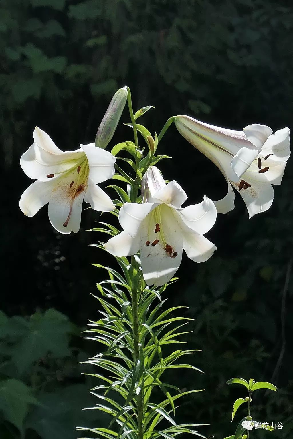 鲜花山谷里正在盛开的泸定百合