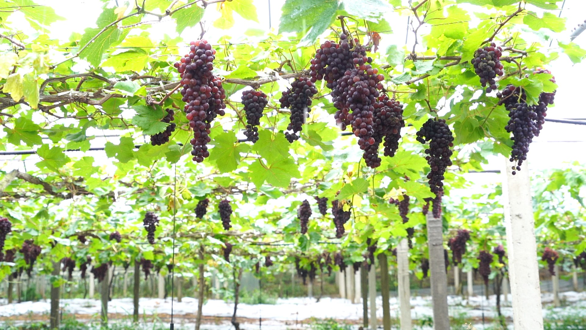走进重庆九龙坡区西彭镇真武宫村葡萄种植基地,一串串晶莹剔透的"夏黑