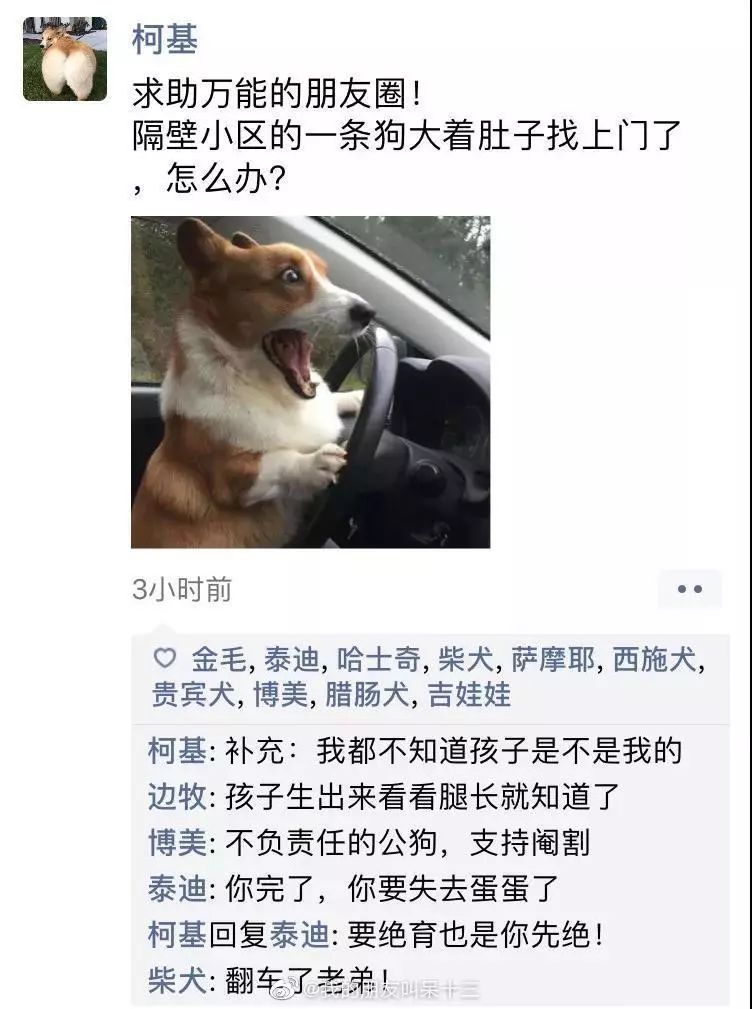 凌晨三点狗狗突然发了条朋友圈