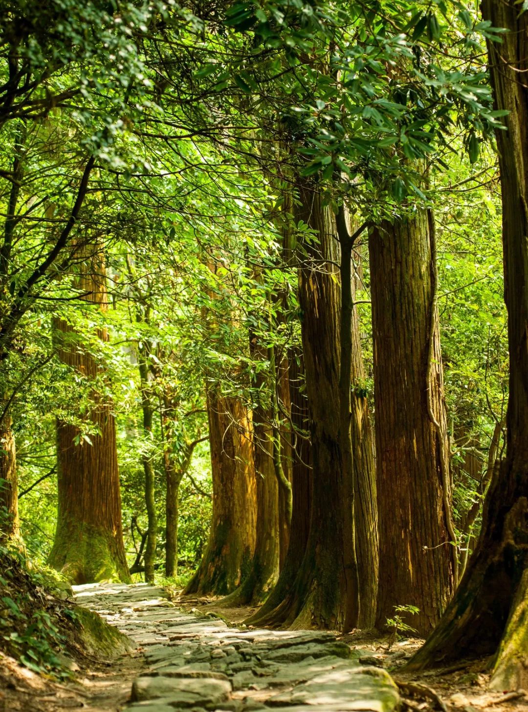 细数大树王国七宗罪挽救我的大自然缺失症
