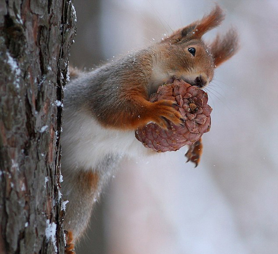 梦境奇遇，松鼠争食与高低之境的启示