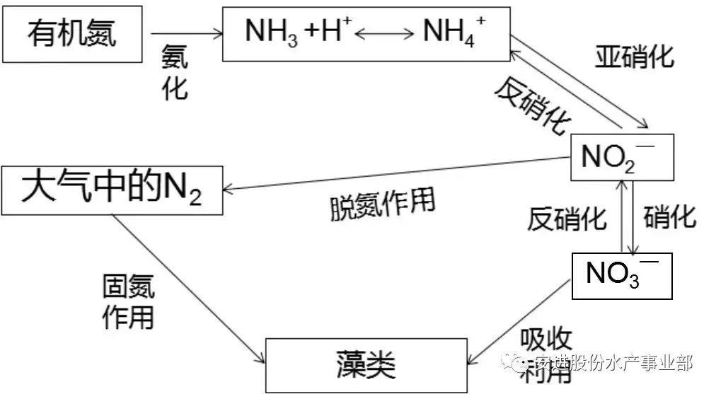 氨氮超标危害大,养殖户该如何处理!_池塘