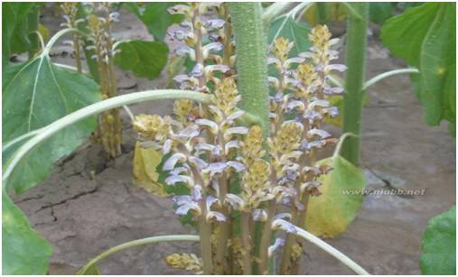 向日葵列当的发生与防治!