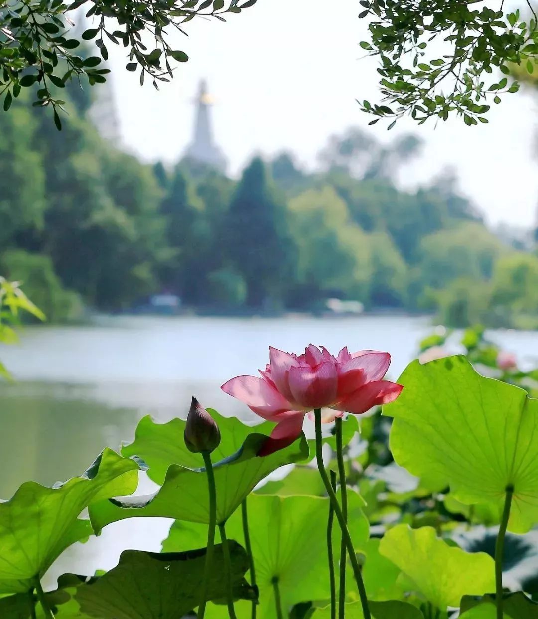 美疯了当唐诗宋词邂逅瘦西湖的荷花