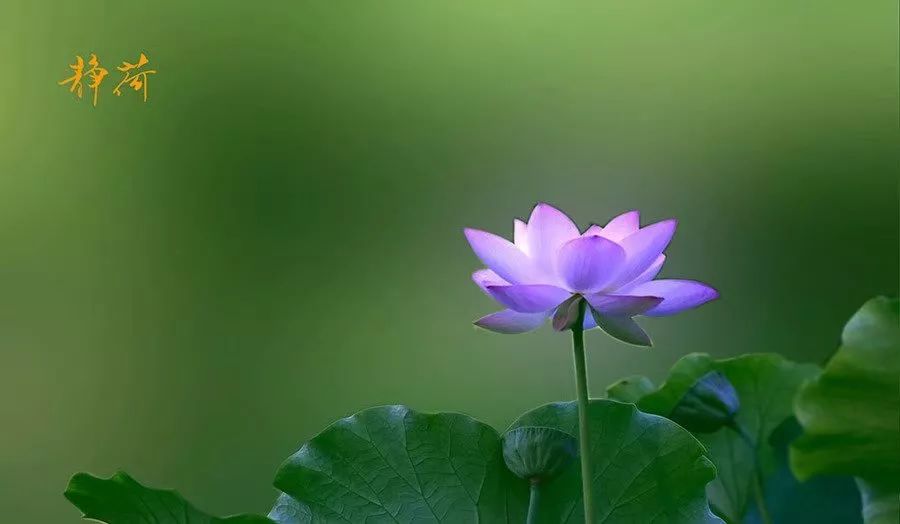 生命是一场花开