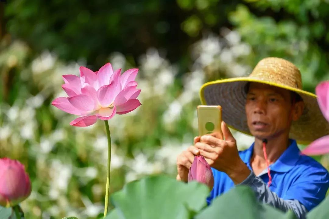 这场莲花盛宴怎能错过!900余种莲花,400余种睡莲等你来赏