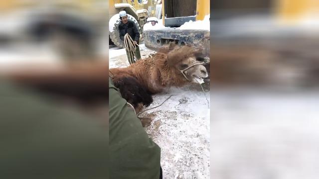 这骆驼哈咬人