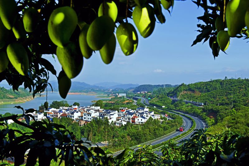 壮美百色芒果香乡村旅游笑声扬