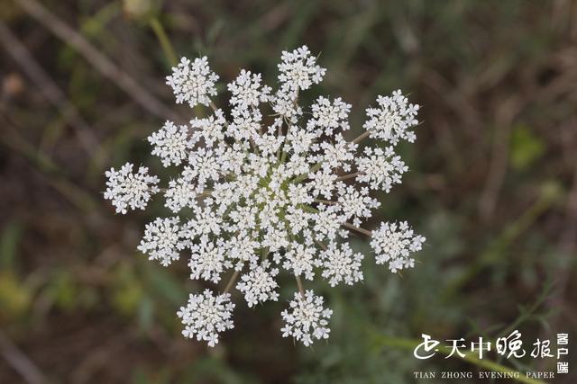 野胡萝卜花