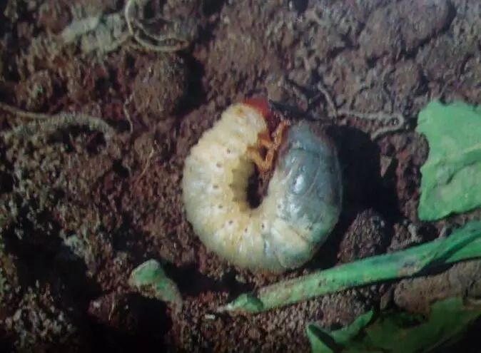 防治玉米苗期地下害虫这些方法一用就灵