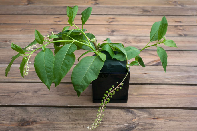 【淡色出尘一品香】_商陆