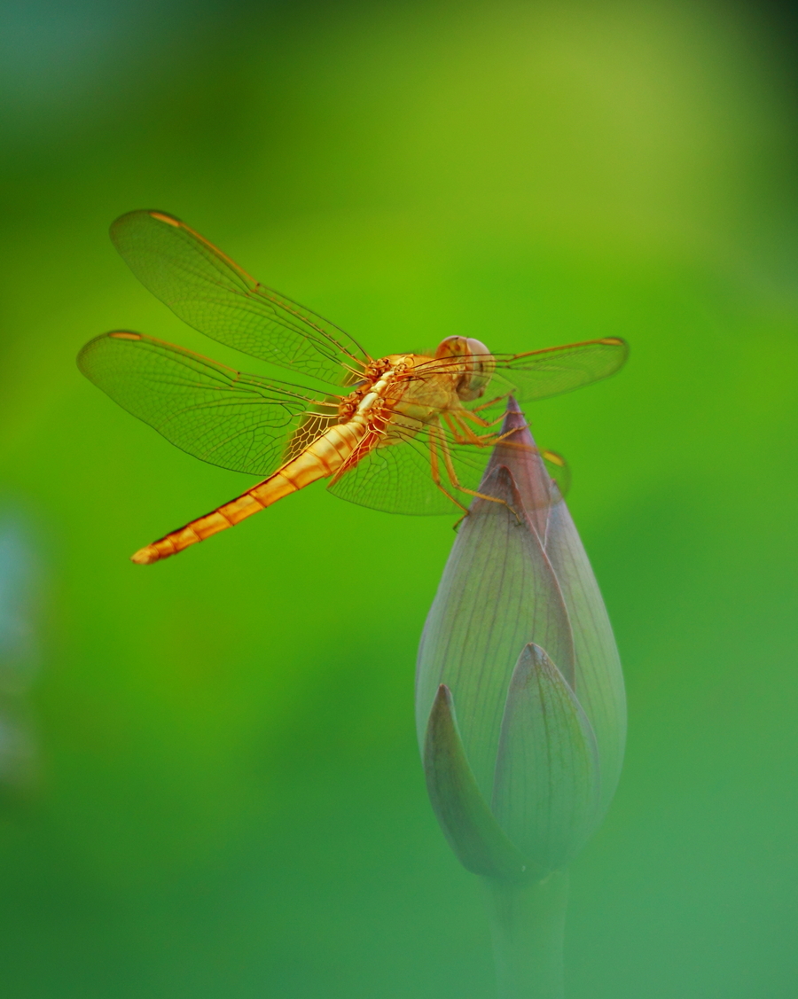 梦见蜻蜓好不好?梦见蜻蜓是什么意思