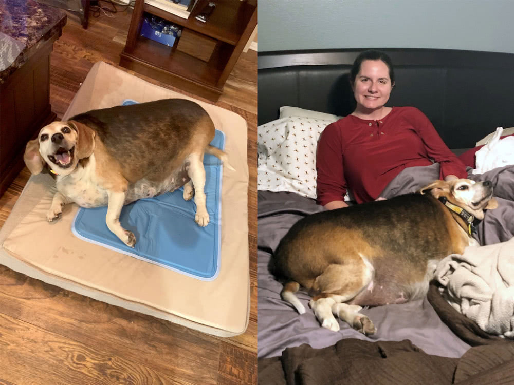 比格犬体重40公斤,相当于同类4倍,新主人为它制定减肥计划