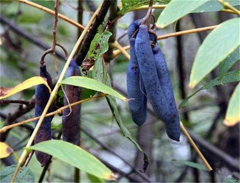 原创神农架有种神秘水果当地人称为猫儿屎剥开里面像毛毛虫