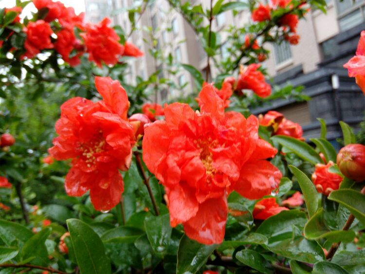 山石榴寄元九 火红的季节