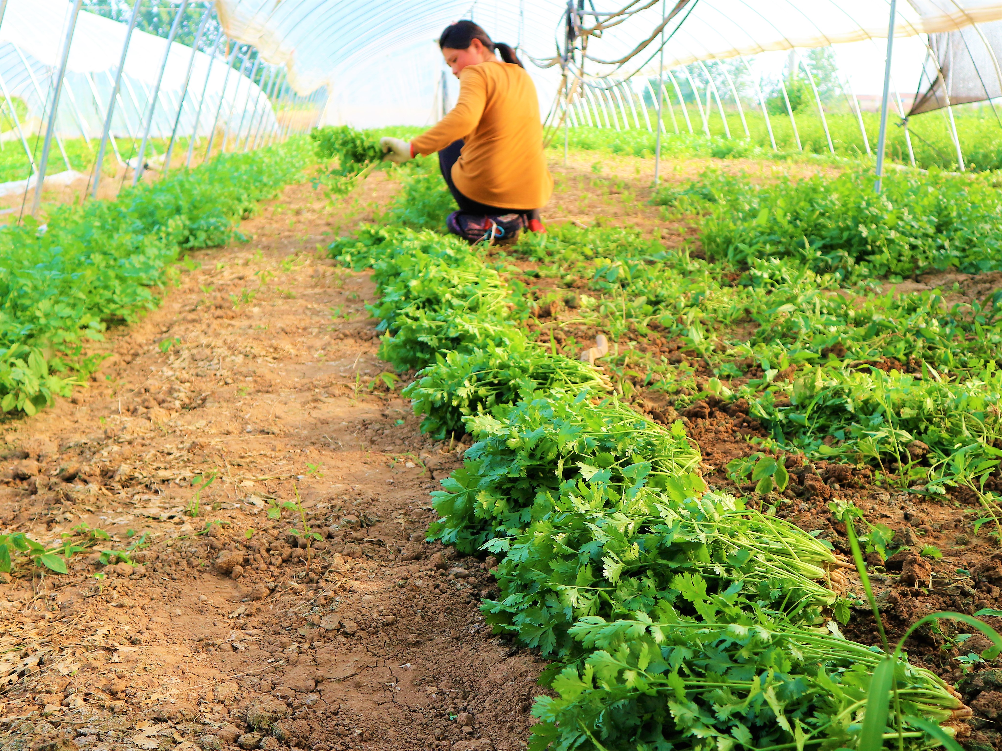 原创农民种植一种蔬菜2亩收入20000元秘诀在哪里