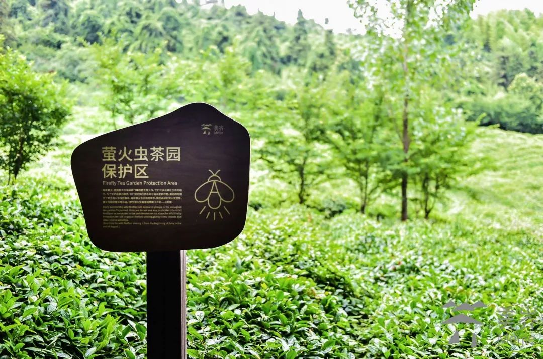 萤火虫生态园夜公园开园啦!一起去寻回儿时的梦幻之夏