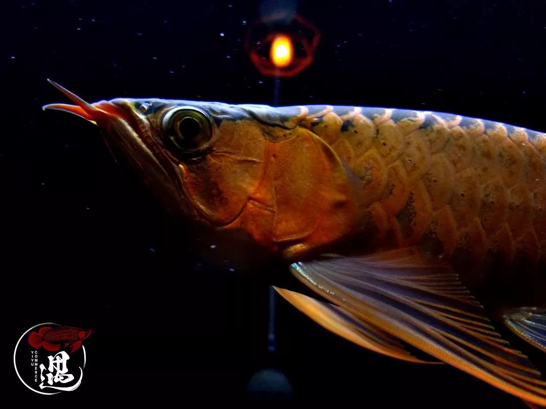 只有1的龙鱼能养成神龙测测你养的龙鱼