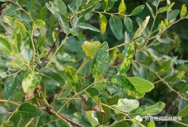 黑色或锈色粉状物,如蔷薇叶与丁香叶白粉病,椴树叶与竹类叶黑粉病