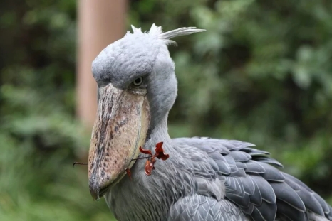 外号鸟中哈士奇