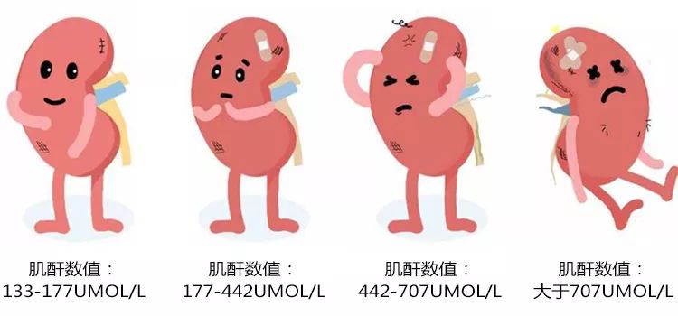 第一期腎功能代償期,肌酐數值:133—177umol/l;慢性腎臟病4個