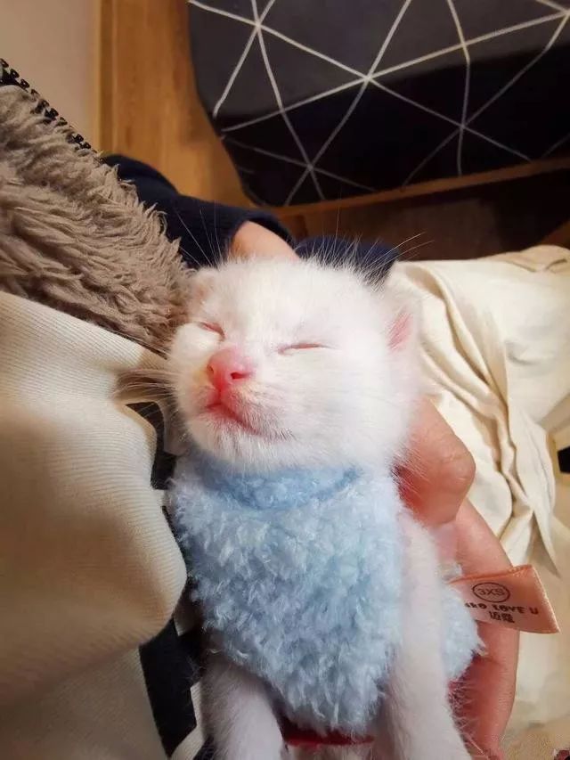 小奶猫喝完奶睡着了这样子也太可爱了吧