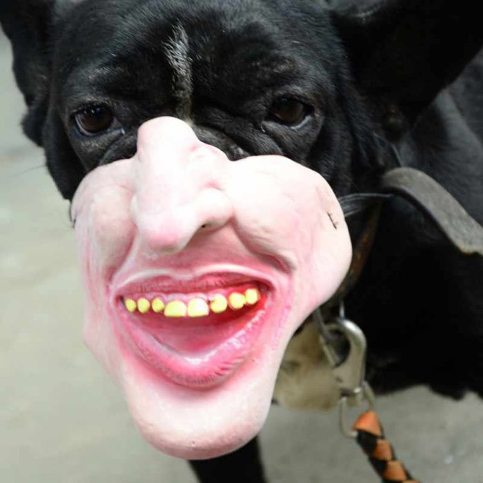 不要给你的狗狗带这种面具,太猥琐了