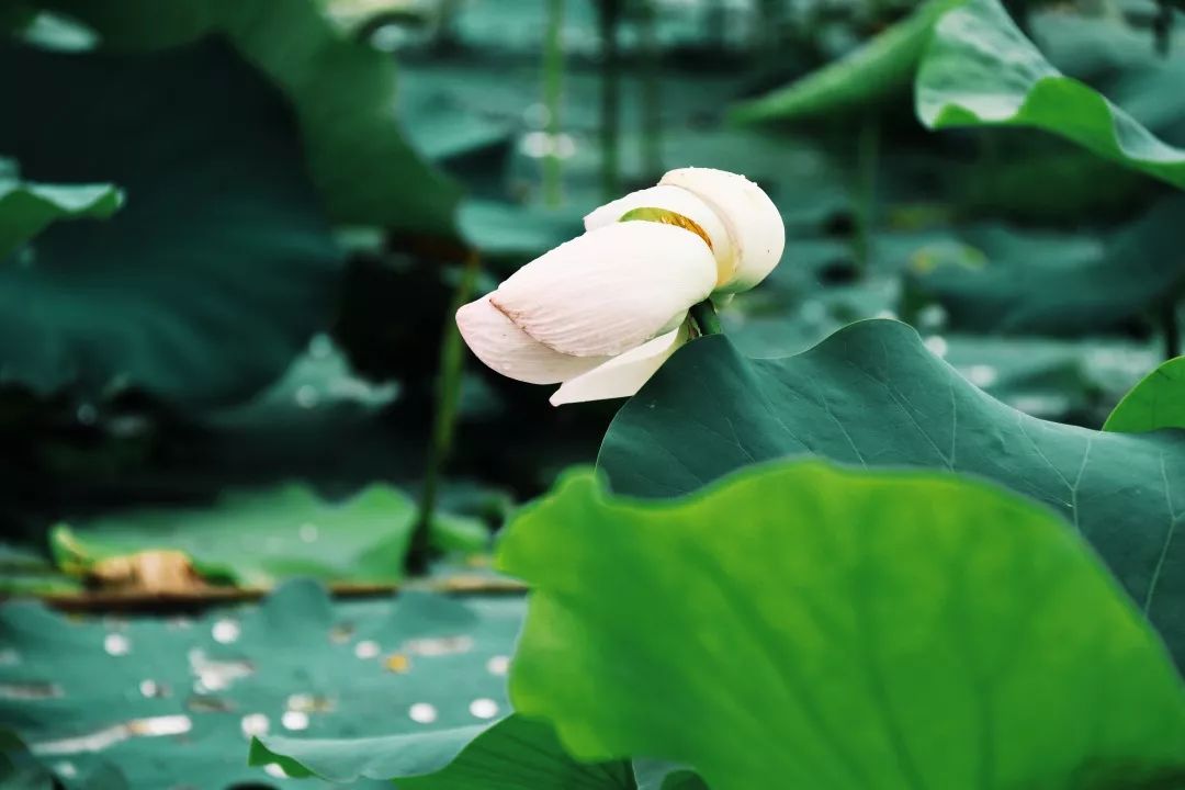 矿世寻花菡萏初开夏日的矿大又美成了一幅画