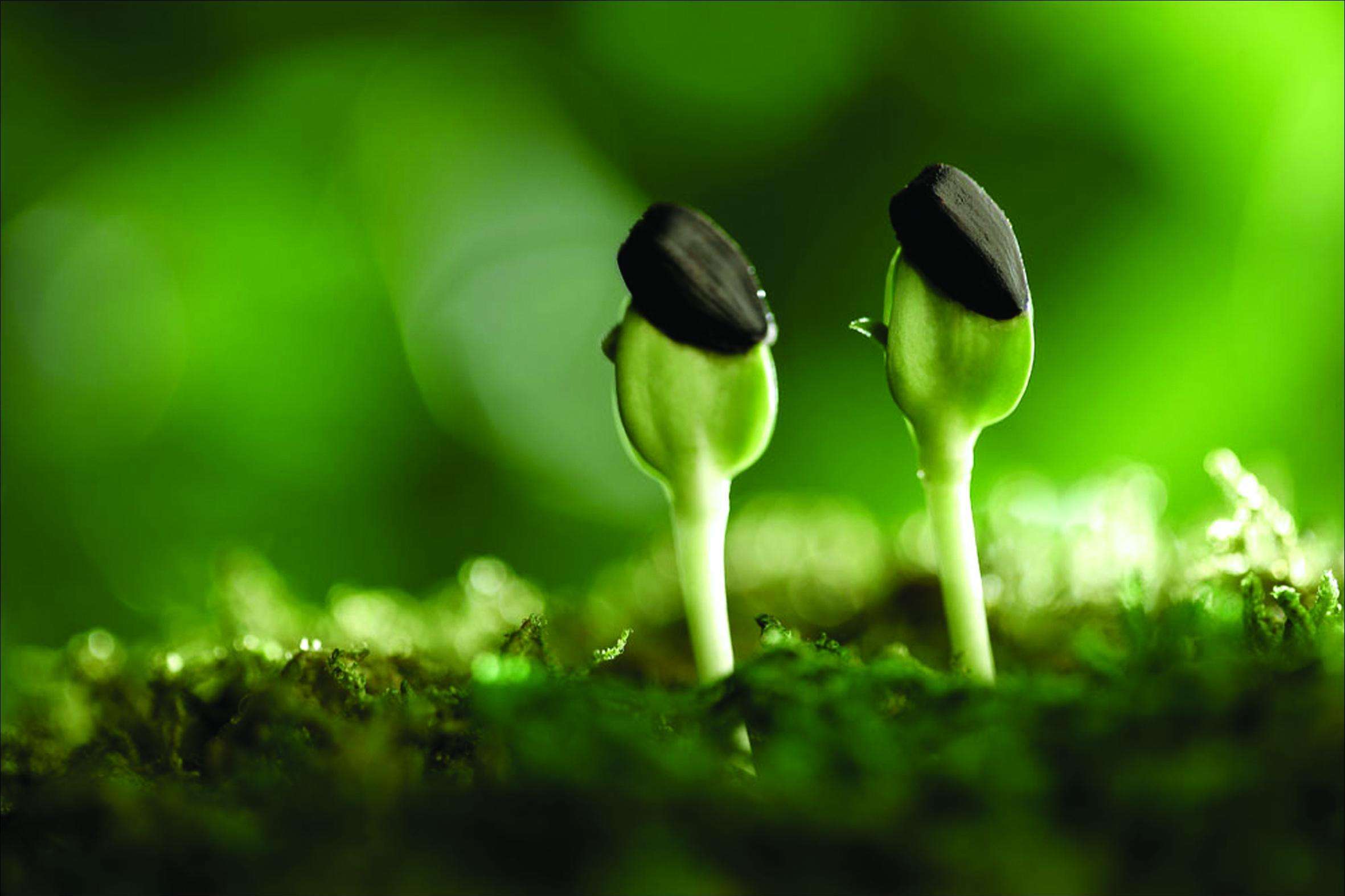 花多采   花卉播种真的能发芽吗?出苗一定要注意这几点