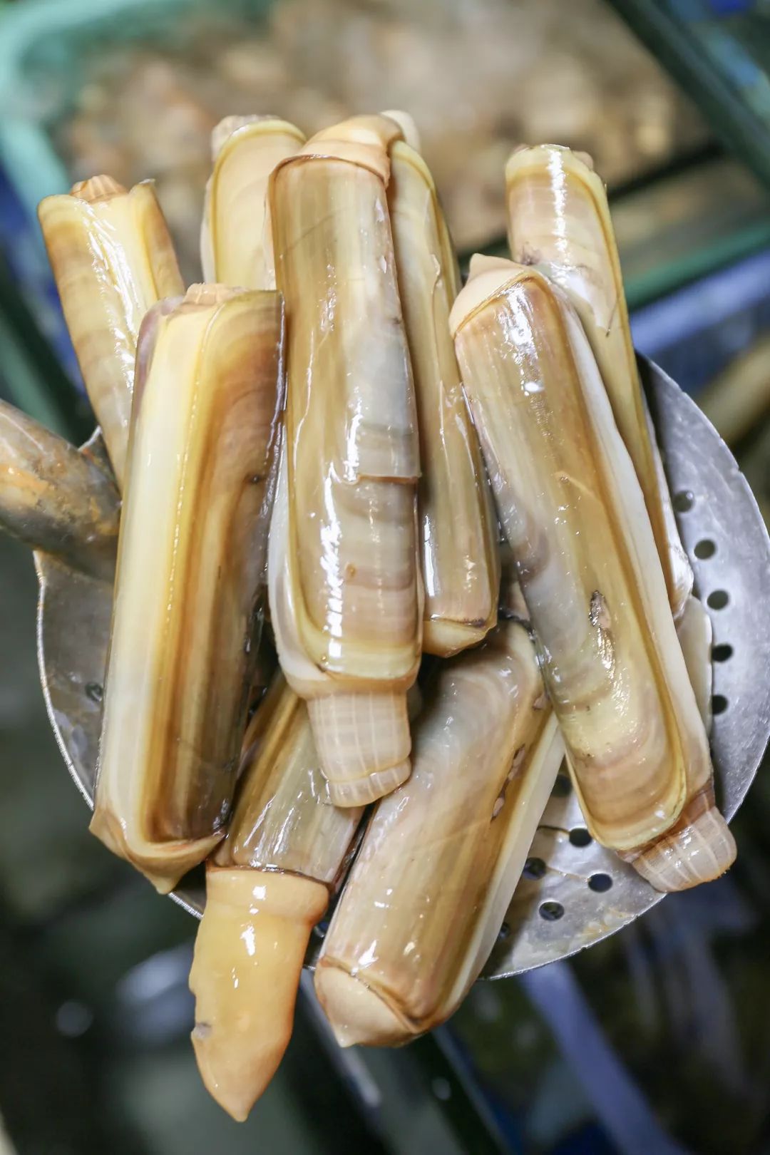 (文末给你揭晓~)数十种海鲜现选,现称壕气十足的象拔蚌,plus版本的