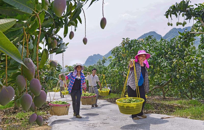 清代文渊阁钦定四库全书《广西通志﹒卷二十》记载,百色芒果历史悠久