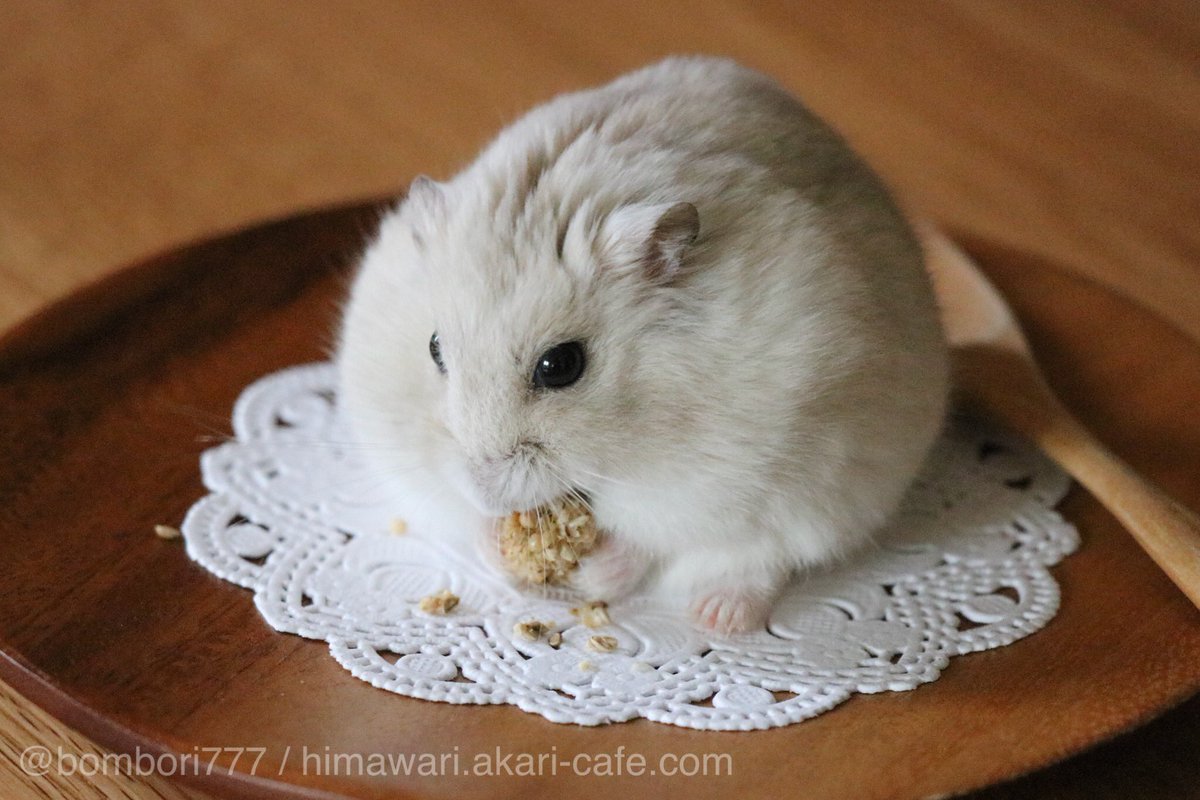 仓鼠变身圆滚滚的糯米团子,老板我要一大碗!