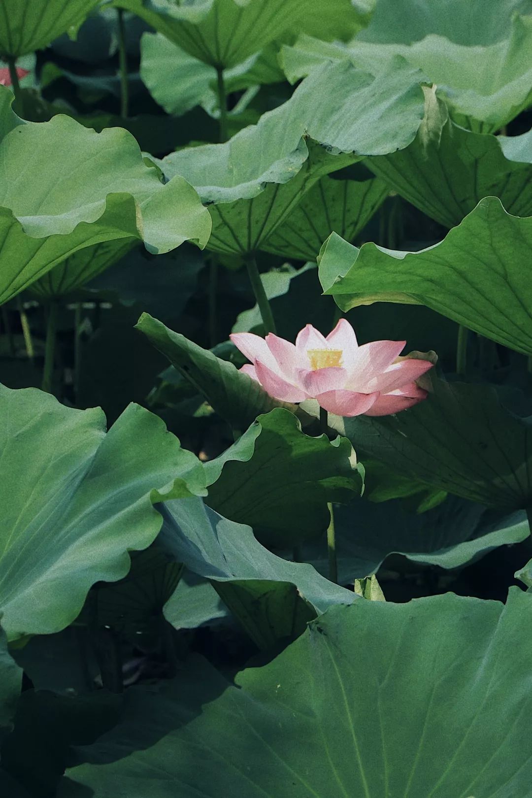 矿世寻花菡萏初开夏日的矿大又美成了一幅画