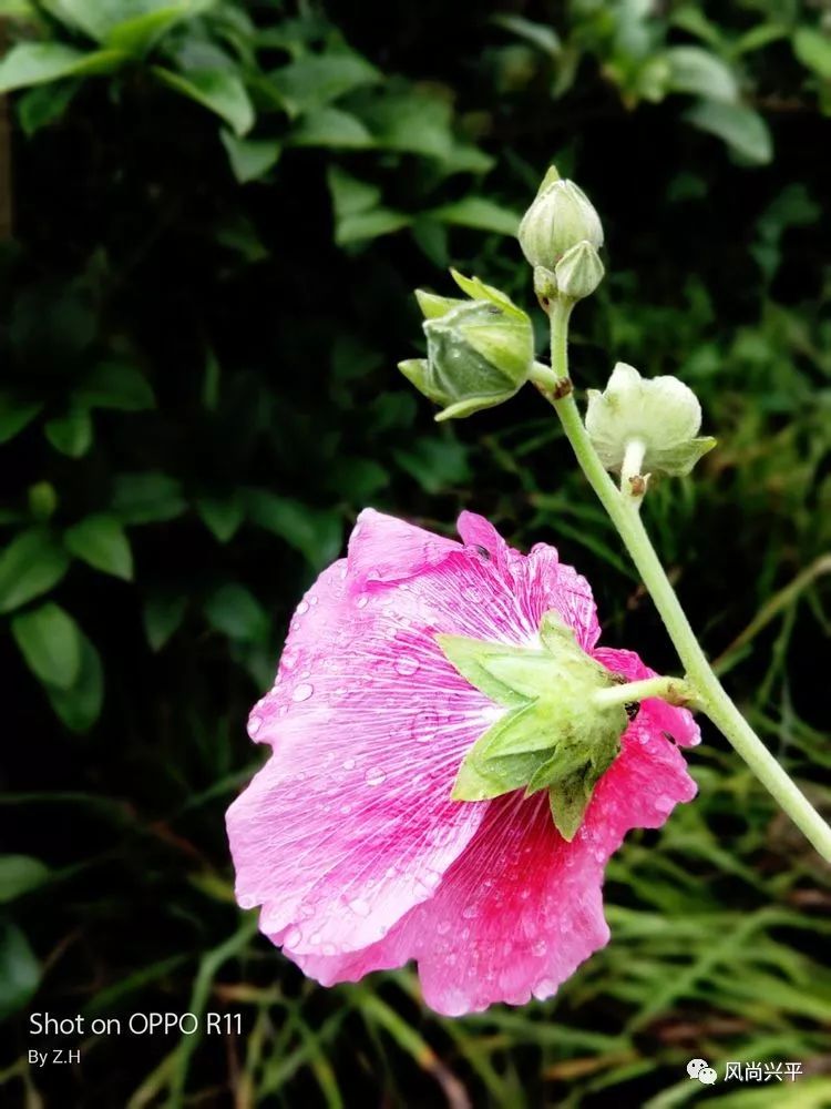 雨後興平舒心愜意