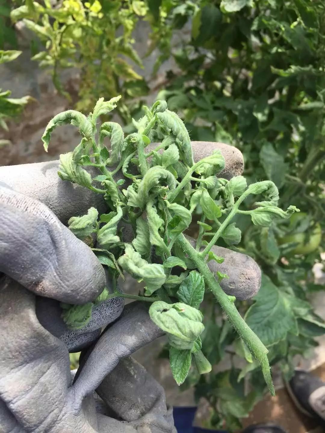番茄叶片上卷和下卷有什么区别要对症下药