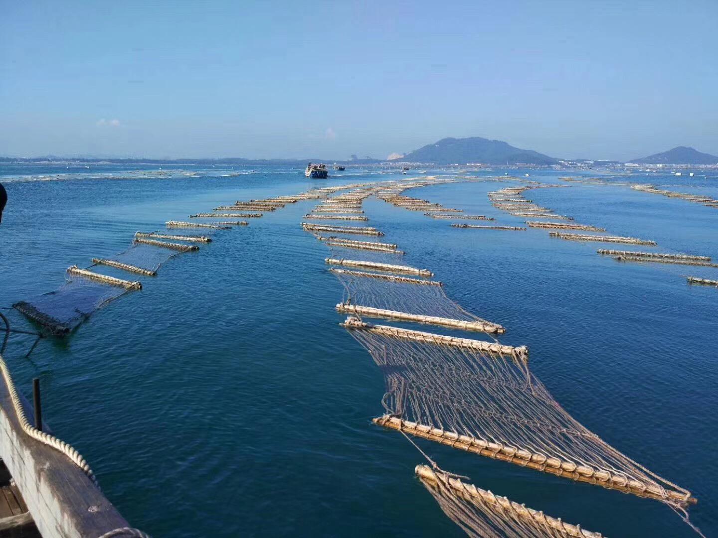闽正鲍鱼的秘密 这伙食竟然比我还好?_养殖