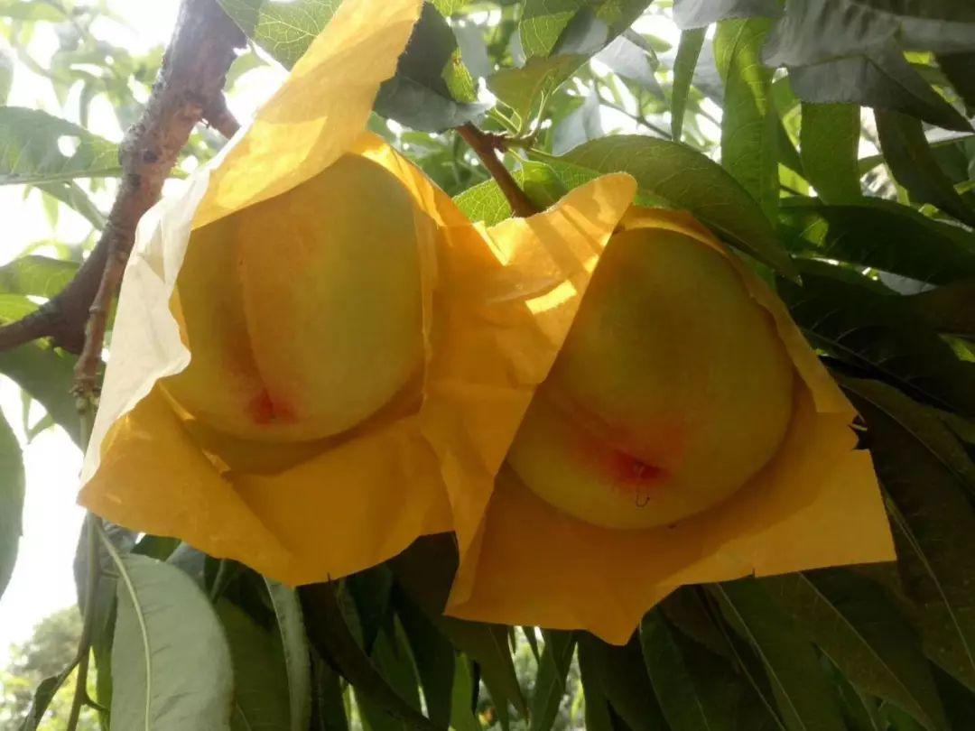 来常熟王庄尝一口西瓜味的夏天