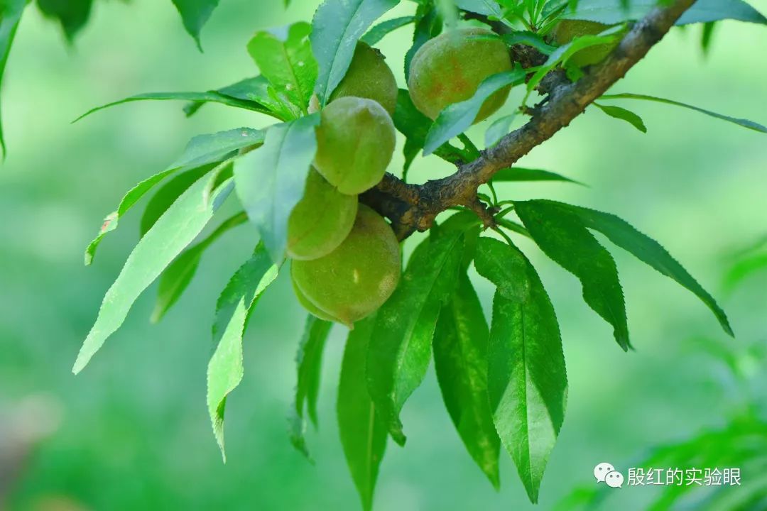 實驗之美208我拍實驗26盛夏的果實殷紅