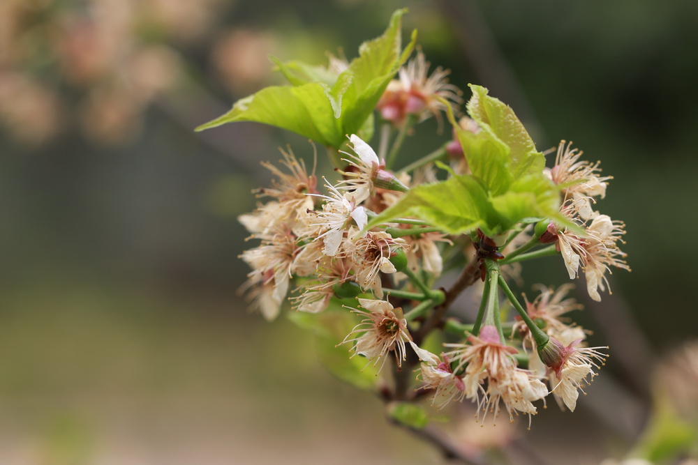 花物語一掛櫻桃從開花到結果全紀錄