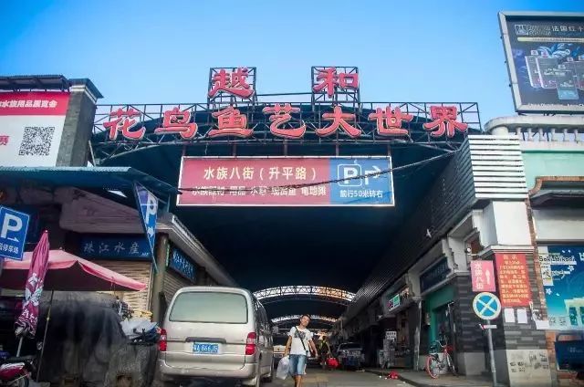 广州人的集体回忆因为的确是芳村的一个名片花鸟鱼虫市场经常被提起