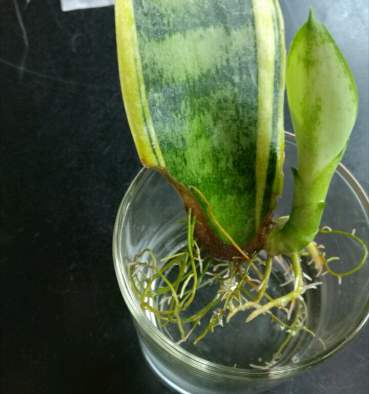 虎皮兰可以水培吗如果可以有哪些水培方法和技巧