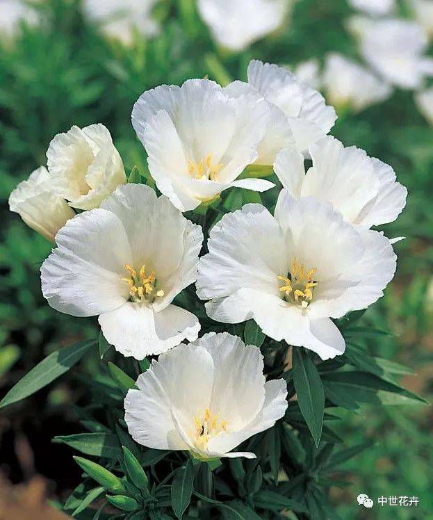 【文末答谢福利】中世花卉好物精选丨古代稀:自带诗意的舶来品