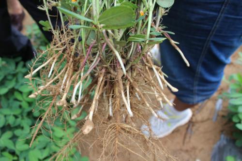 水分因素花生虽然属耐旱作物,但是在开花下针期对水分的要求很高.