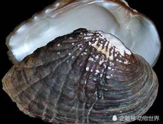 而相较起来佛耳丽蚌外壳的主要成分不过是碳酸钙之类的物质,尽管由于