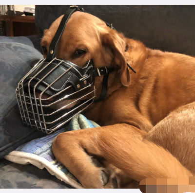 给狗狗买了嘴套狗子戴上后一万个不愿意网友嘴套太拉风了