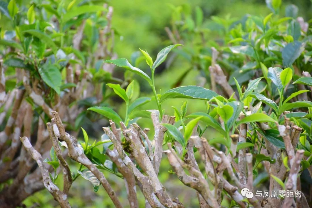 茶业修剪,茶业,八马茶业(第5页)_大山谷图库