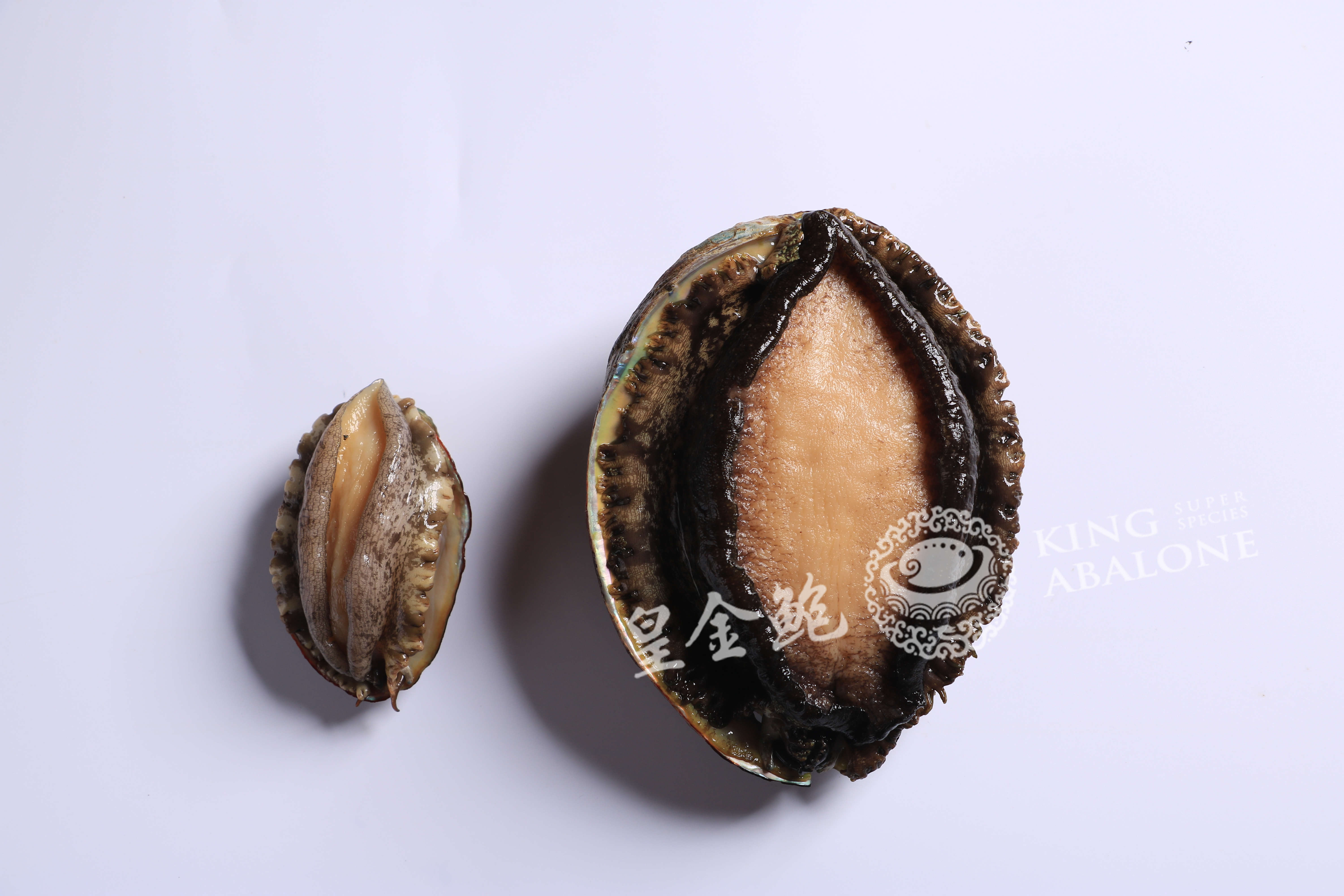 中国的鲍鱼最大的有多重皇金鲍告诉你是702g2019年中国最大的鲍鱼