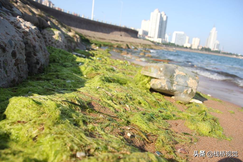 浒苔绿潮连续13年袭山东 青岛历年来受灾最重-搜狐大视野-搜狐新闻